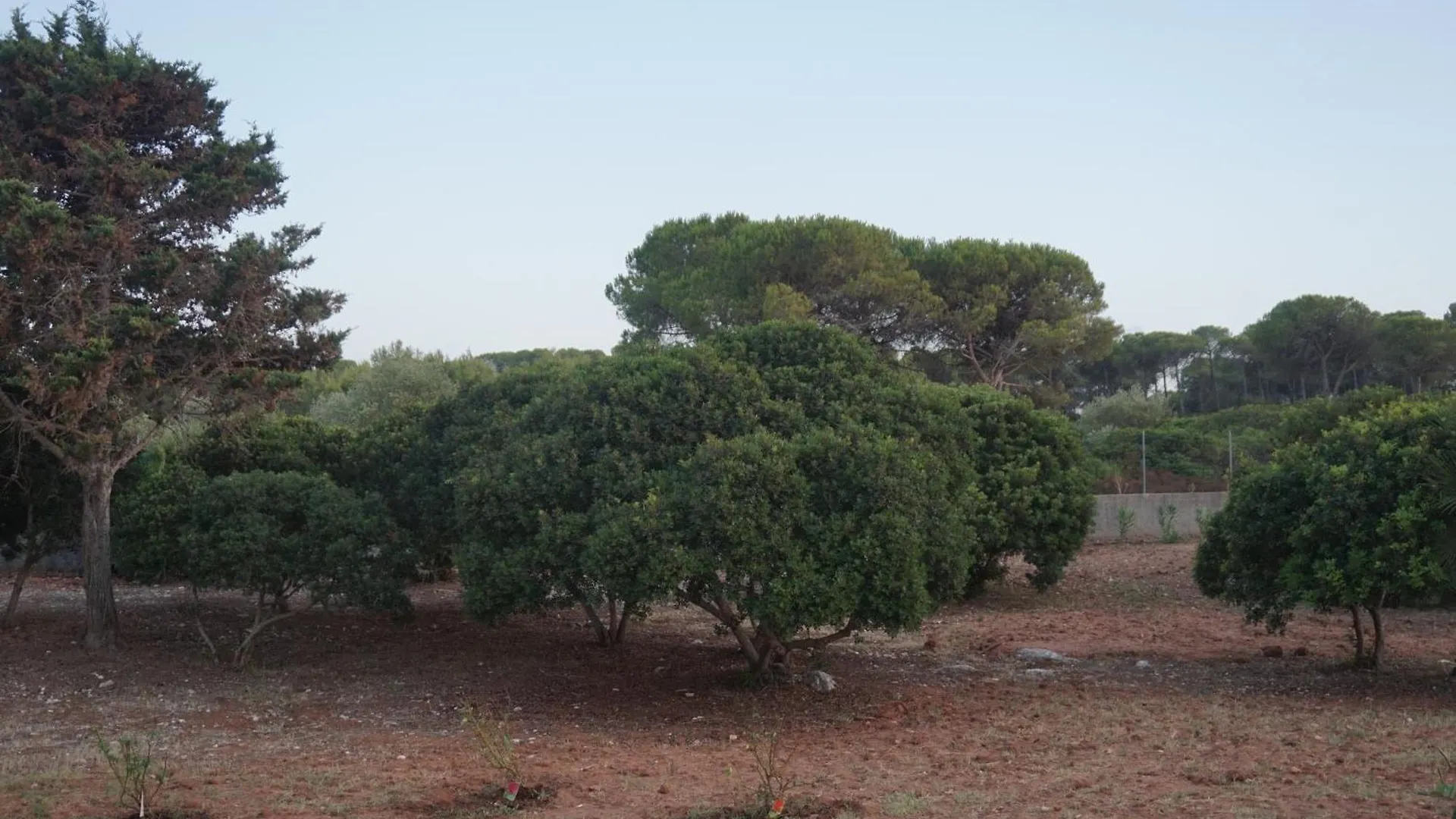 Bombarde Natural House Αλγκέρο